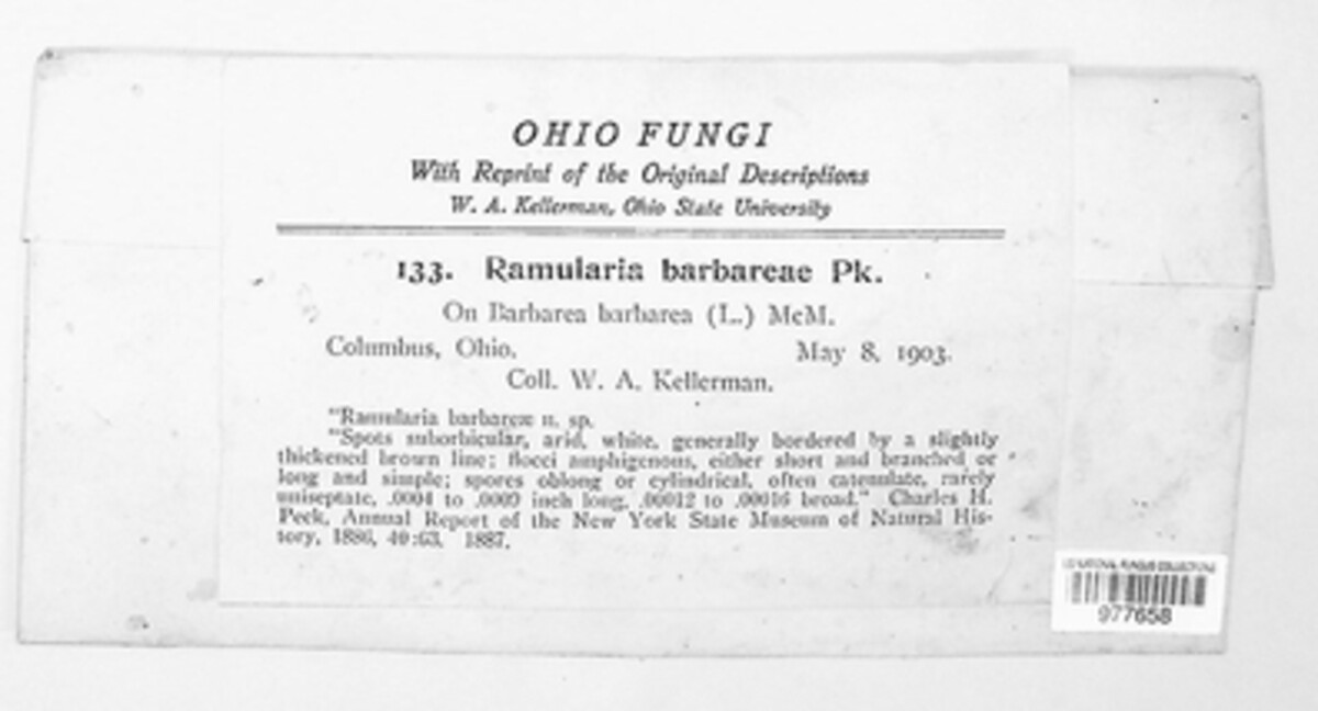 Ramularia barbaraeae image